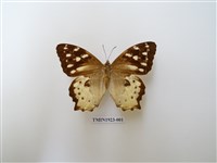 藏品(白斑蔭眼蝶)的圖片